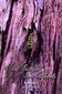 An Insight into Plants Vol. 1&2 - Imperfect copy / Rajan Sankaran