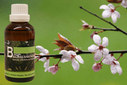 Baum Essenz - 2. Apfelbaum - Kraft der Ganzheit - 50 ml / Harald Knauss