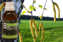 Baum Essenz - 3. Birke - Kraft der Leichtigkeit - 50 ml / Harald Knauss