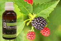 Baum Essenz - 4. Brombeere -Kraft der fruchtbaren Erdung - 50 ml / Harald Knauss