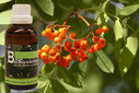 Baum Essenz - 6. Eberesche - Kraft der Begeisterung - 50 ml / Harald Knauss
