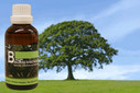 Baum Essenz - 8. Eiche -Kraft der inneren Mächtigkeit - 50 ml / Harald Knauss