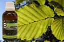 Baum Essenz - 13. Hainbuche - Kraft der Ordnung  - 50 ml / Harald Knauss