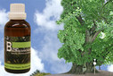 Baum Essenz - 21. Ulme - Kraft der Entschlossenheit  - 50 ml / Harald Knauss